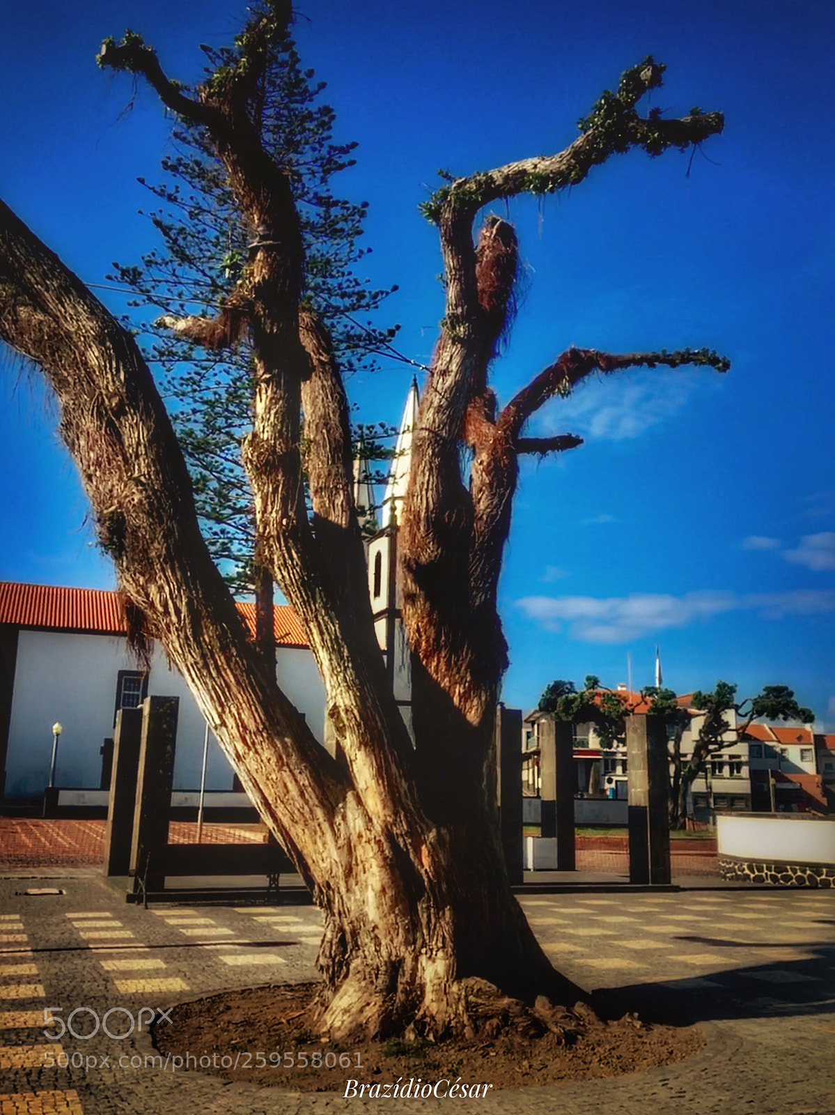 Apple iPhone 6s sample photo. Untitled photography