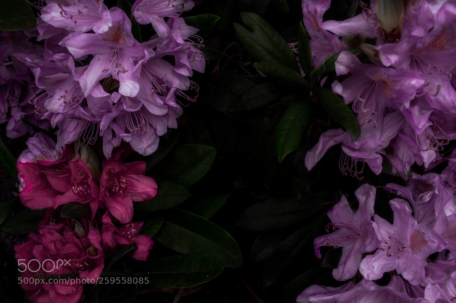 Canon EOS 750D (EOS Rebel T6i / EOS Kiss X8i) sample photo. In bloom photography