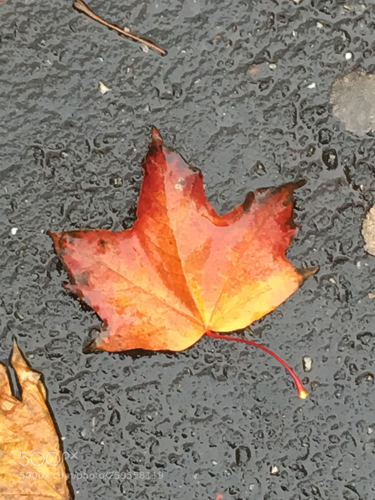 Apple iPhone 6s sample photo. Untitled photography