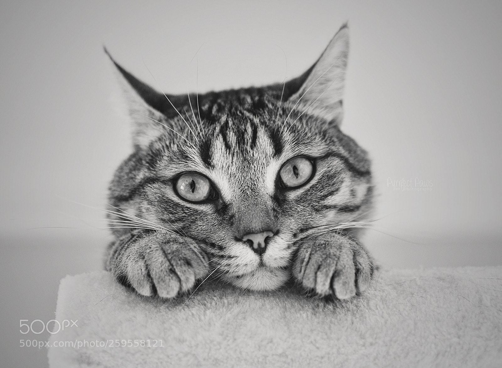 Nikon D3200 sample photo. Peek-a-boo photography