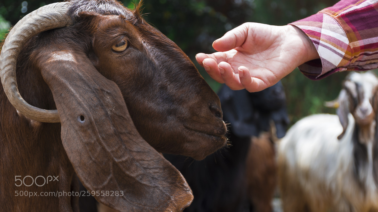 Nikon D5600 sample photo. Goat photography