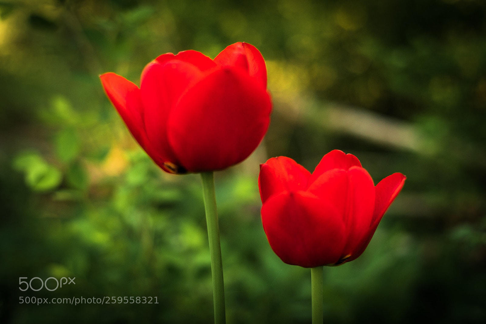 Sony a7R sample photo. Two red tulips  photography