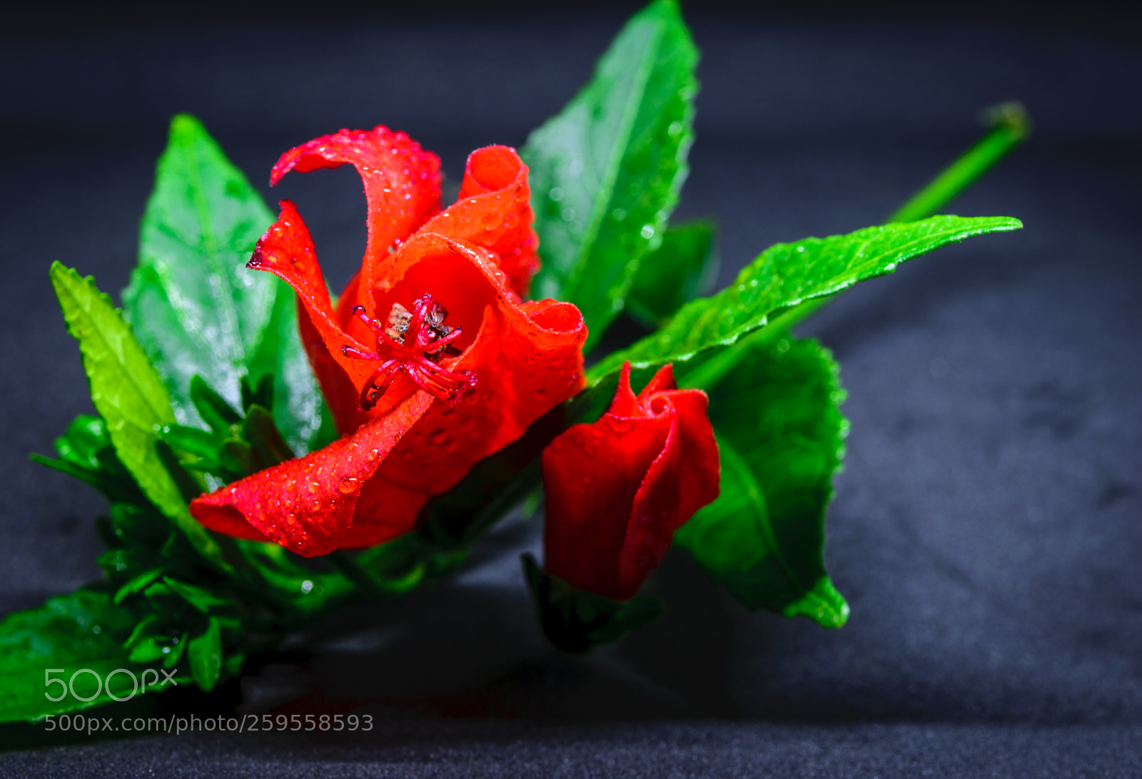 Nikon D5300 sample photo. Red flower photography