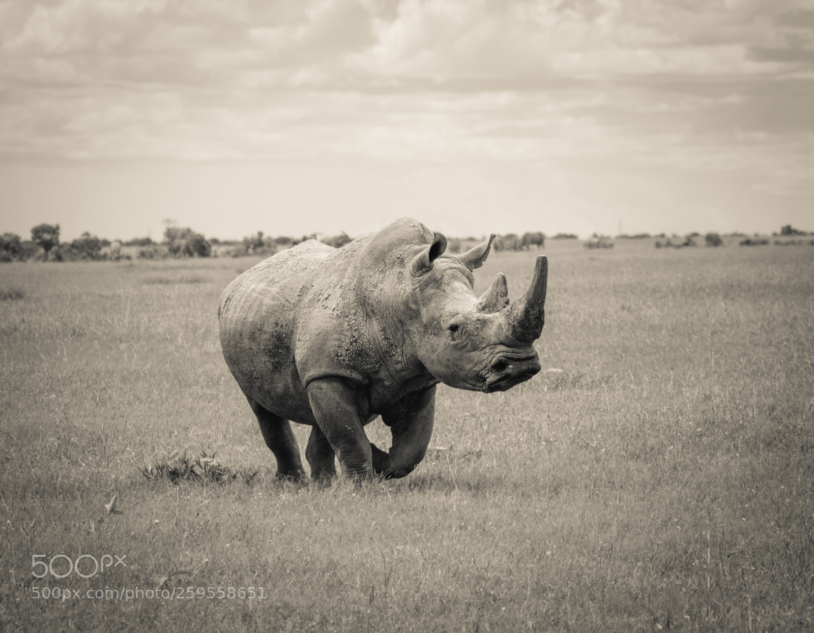 Nikon D5300 sample photo. Southern white rhino photography