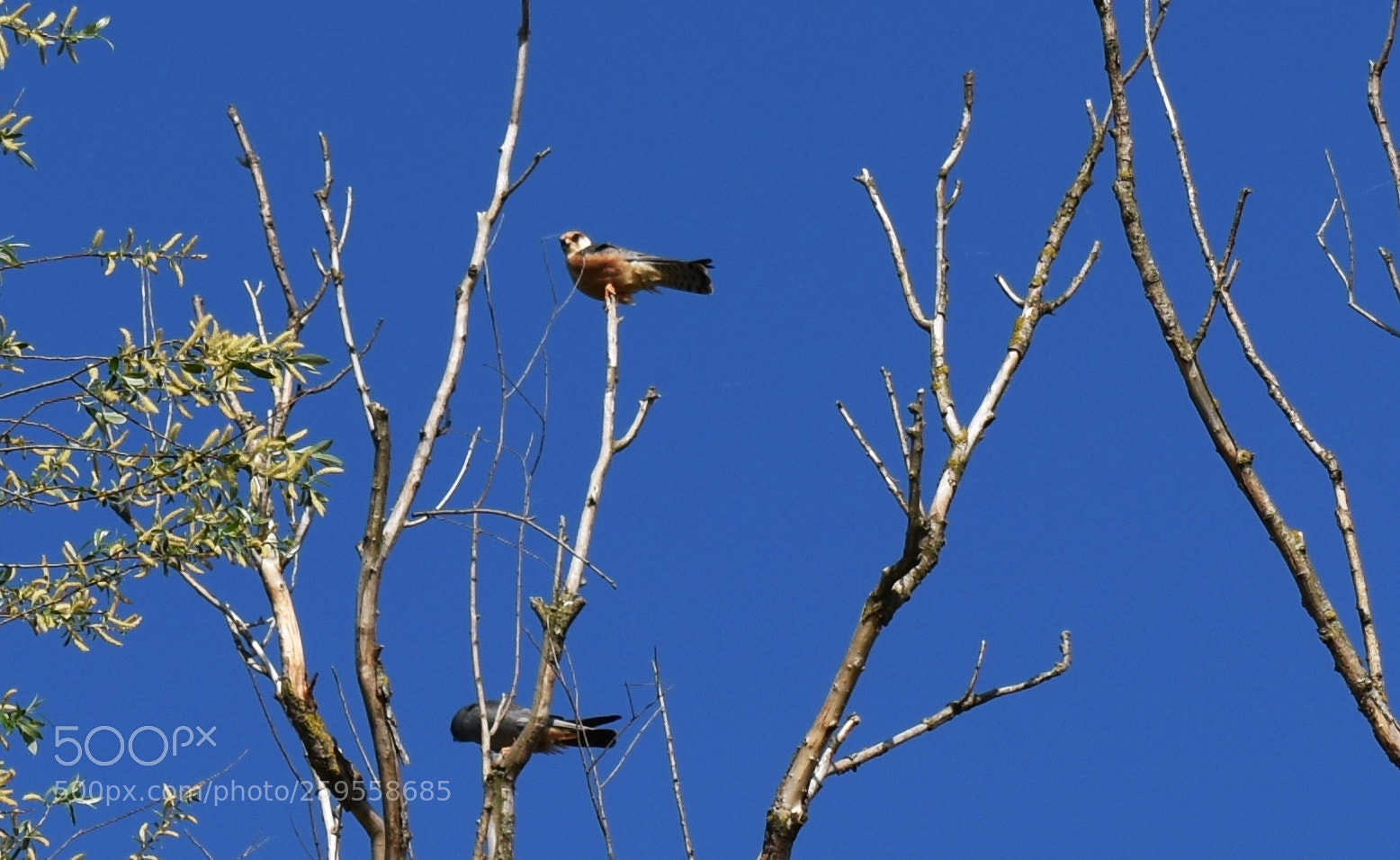 Nikon D3400 sample photo. Soimul randunelelor photography