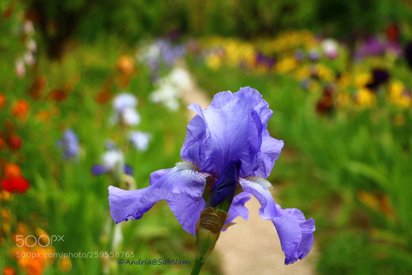Canon EOS 750D (EOS Rebel T6i / EOS Kiss X8i) sample photo. Iris photography