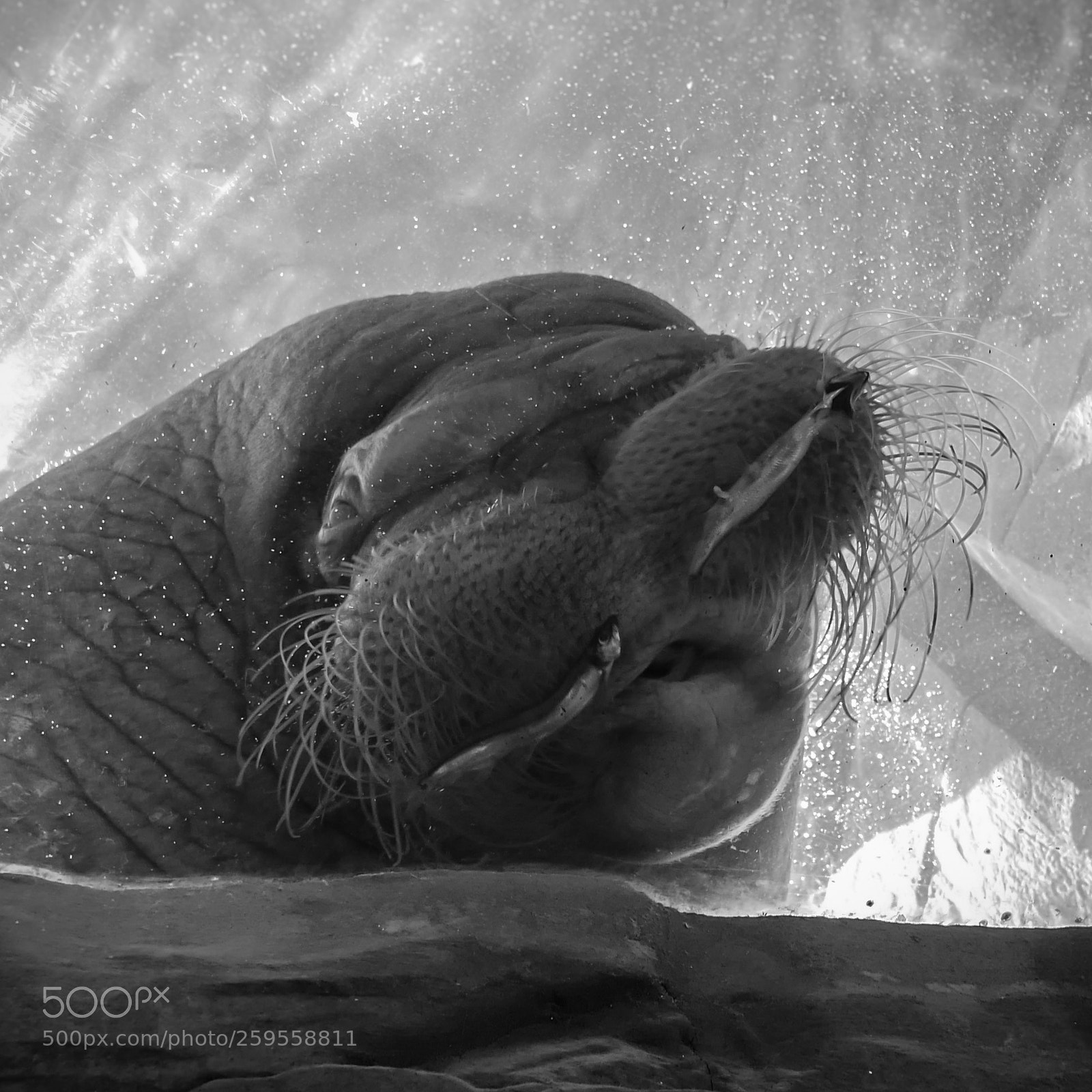 Panasonic Lumix DMC-LX100 sample photo. Funny walrus photography