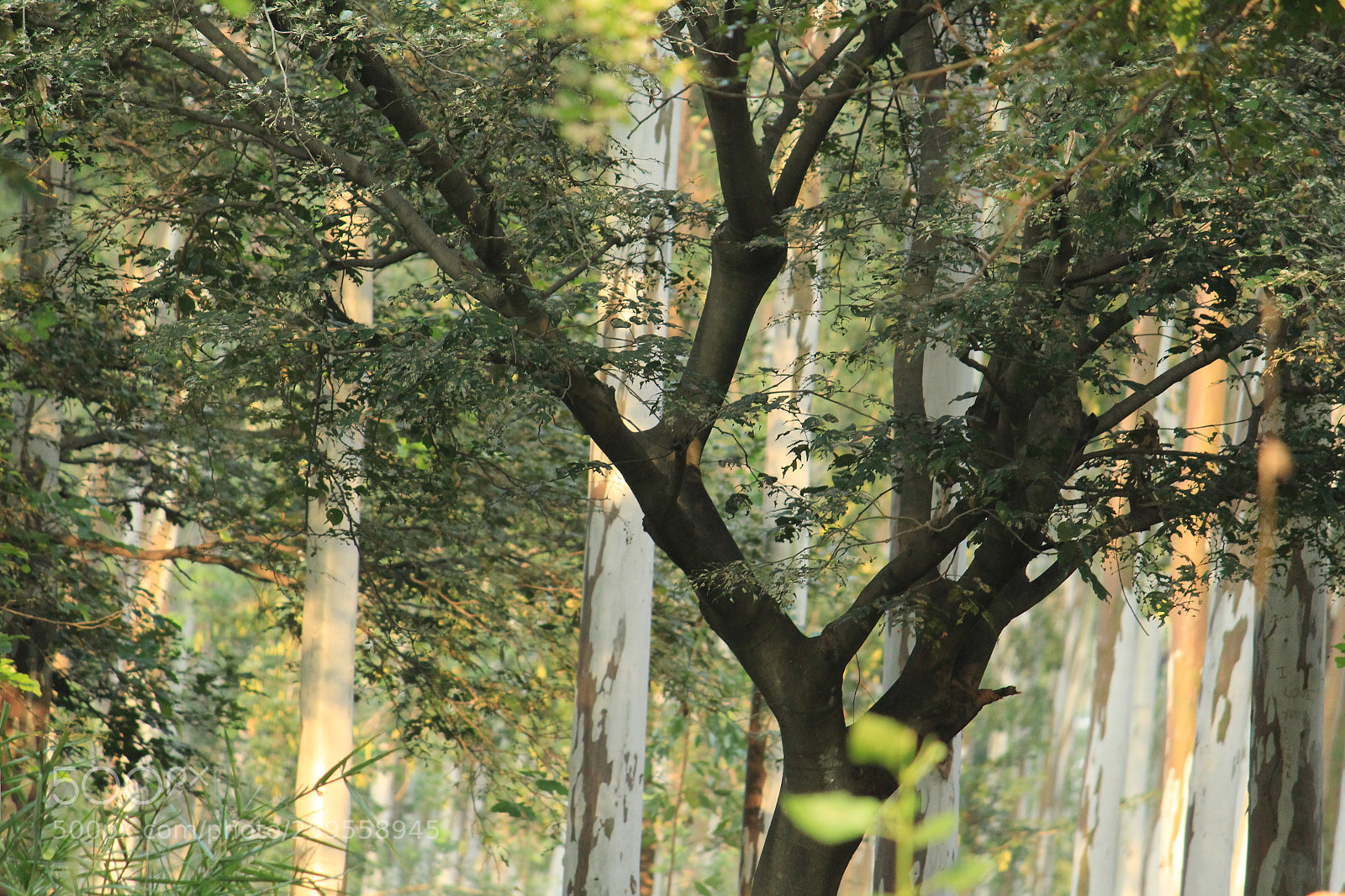 Canon EF-S 55-250mm F4-5.6 IS II sample photo. Untitled photography