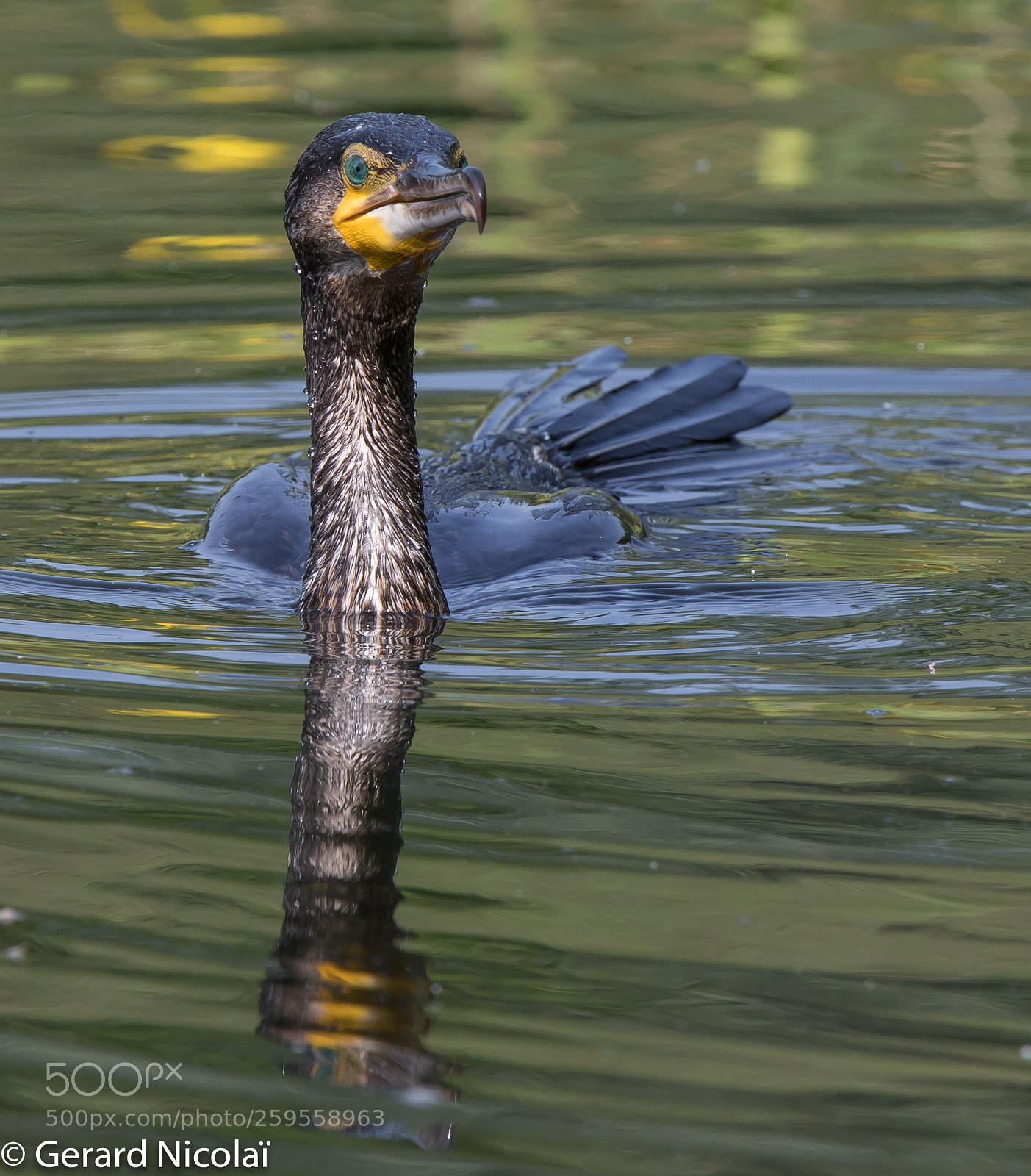 Canon EOS 7D Mark II sample photo. Great cormorant photography