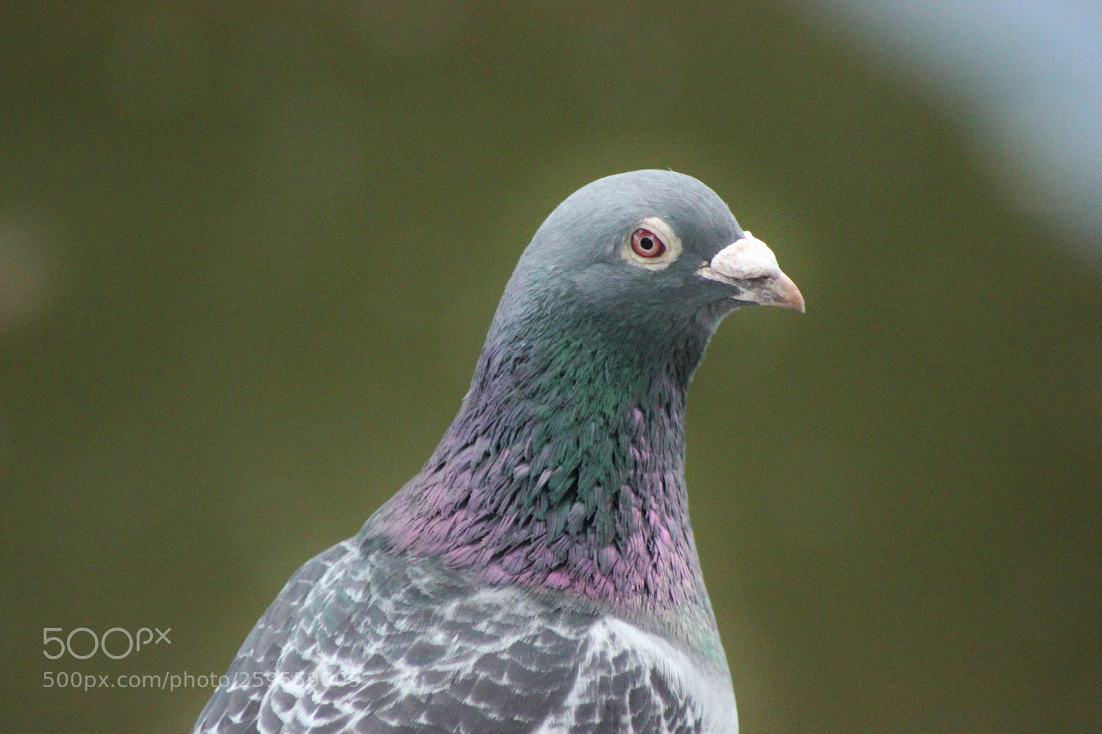 Canon EOS 550D (EOS Rebel T2i / EOS Kiss X4) sample photo. Pidgeon photography