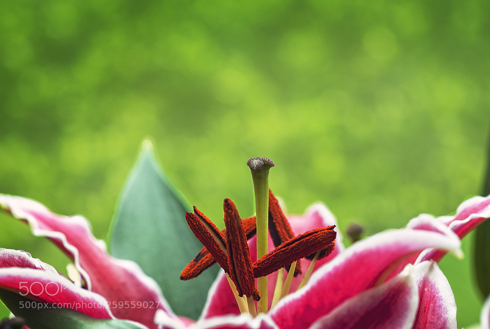 Nikon D300 sample photo. Lilium photography