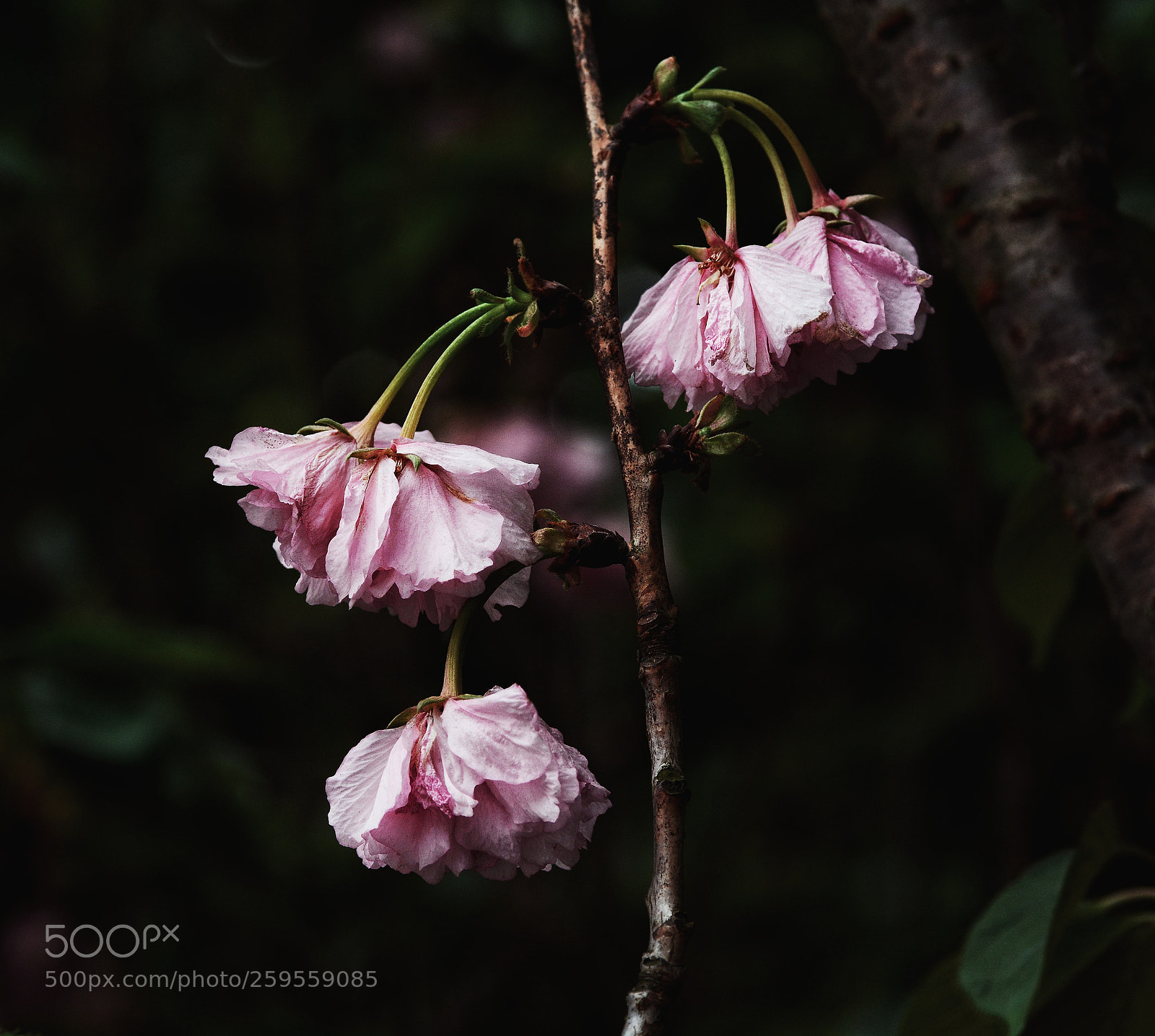 Nikon D7100 sample photo. Untitled photography