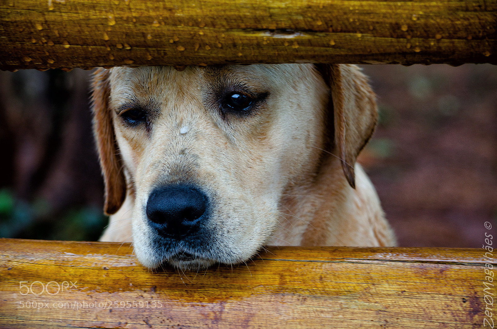 Nikon D7000 sample photo. Editar photography