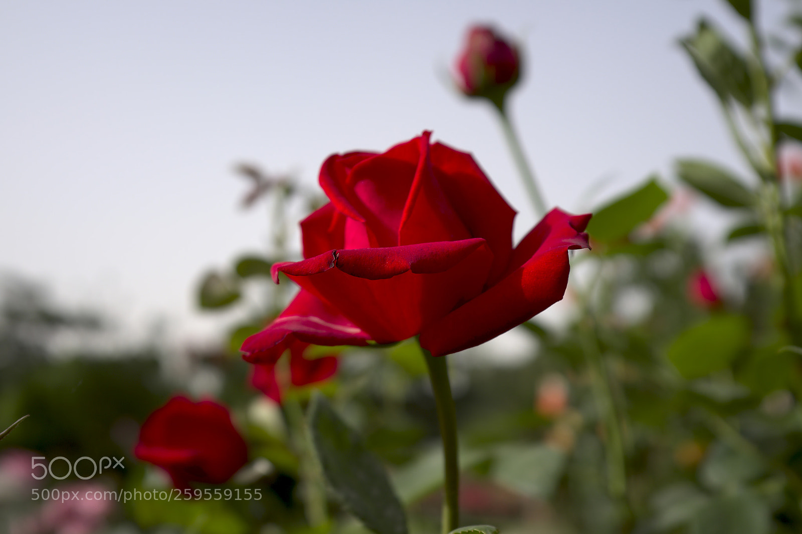 Fujifilm X100F sample photo. Rose photography