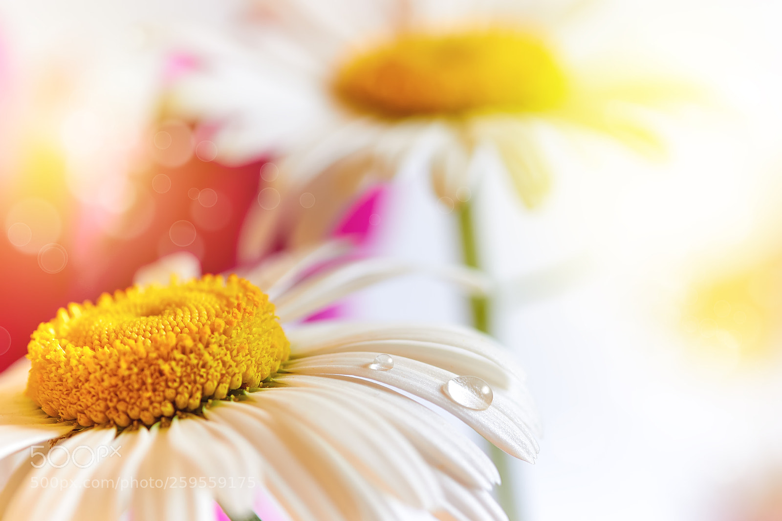 Canon EOS 7D Mark II sample photo. Spring flowers background photography