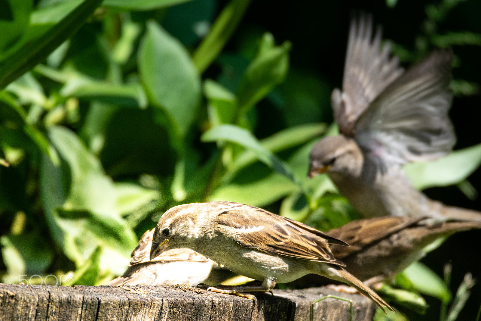 Nikon D5300 sample photo. Birdies photography