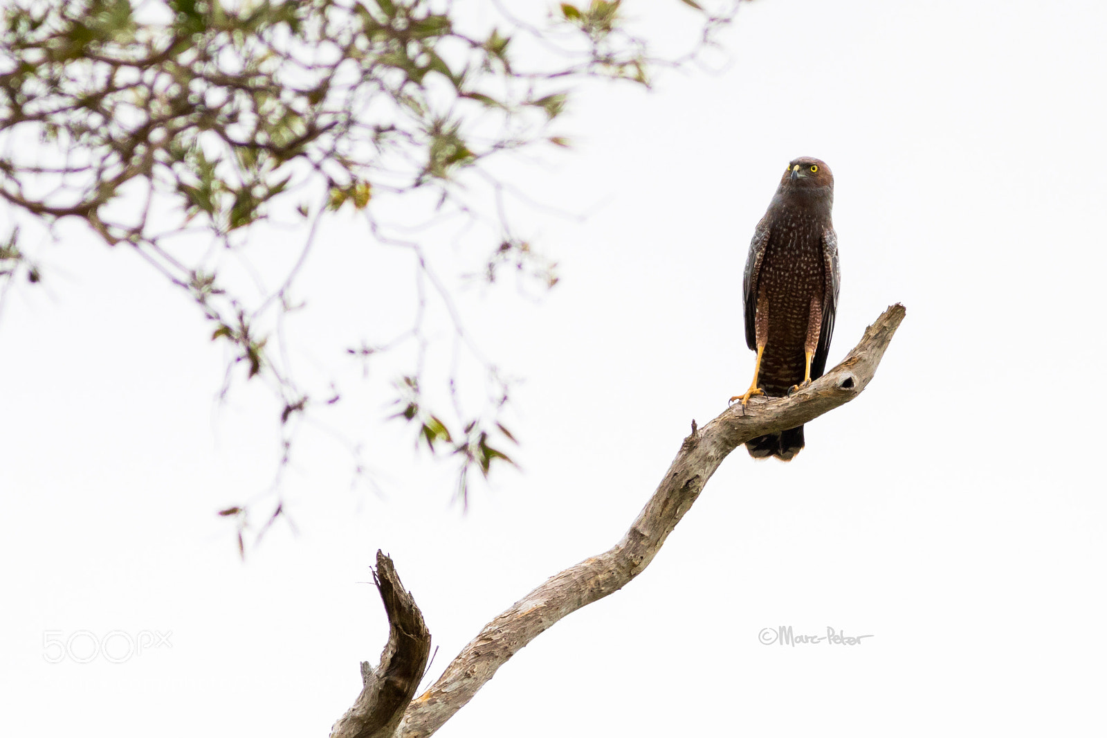 Canon EOS 5D Mark IV sample photo. Spotted harrier compo photography