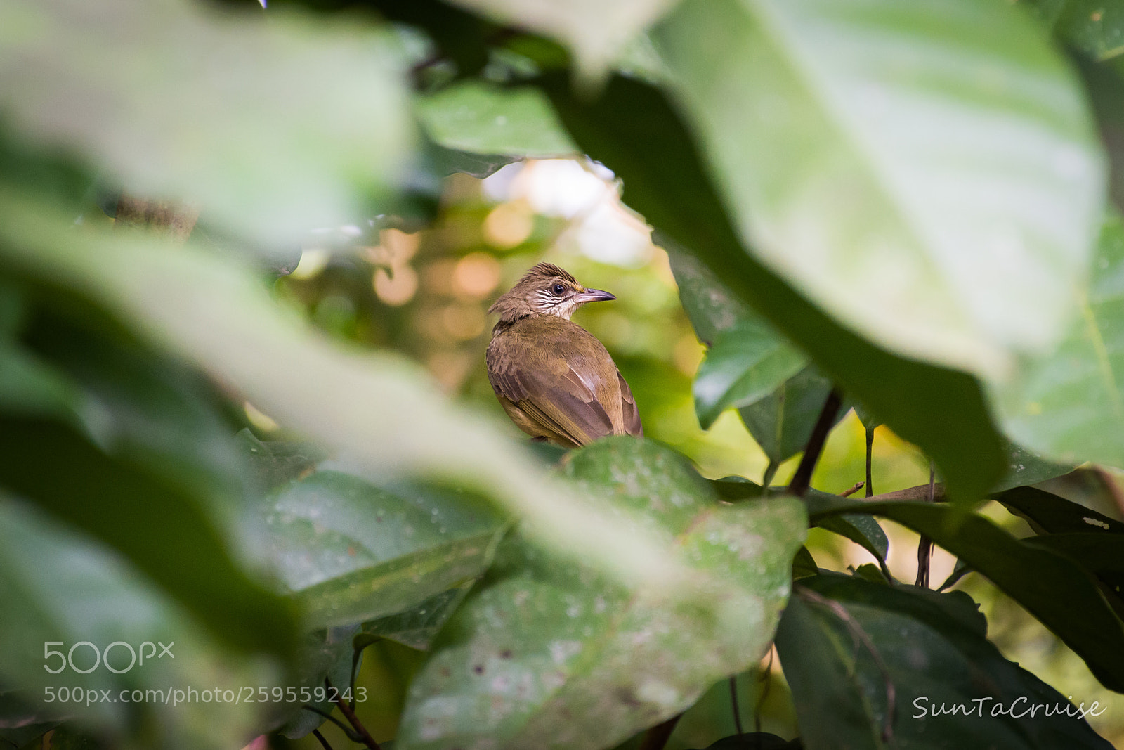 Nikon D7200 sample photo. The bird. photography