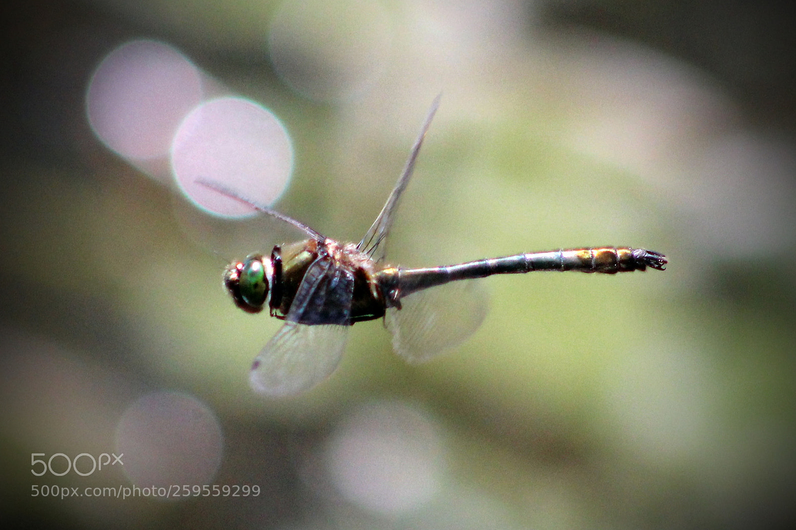 Canon EOS 600D (Rebel EOS T3i / EOS Kiss X5) sample photo. Dragonfly photography