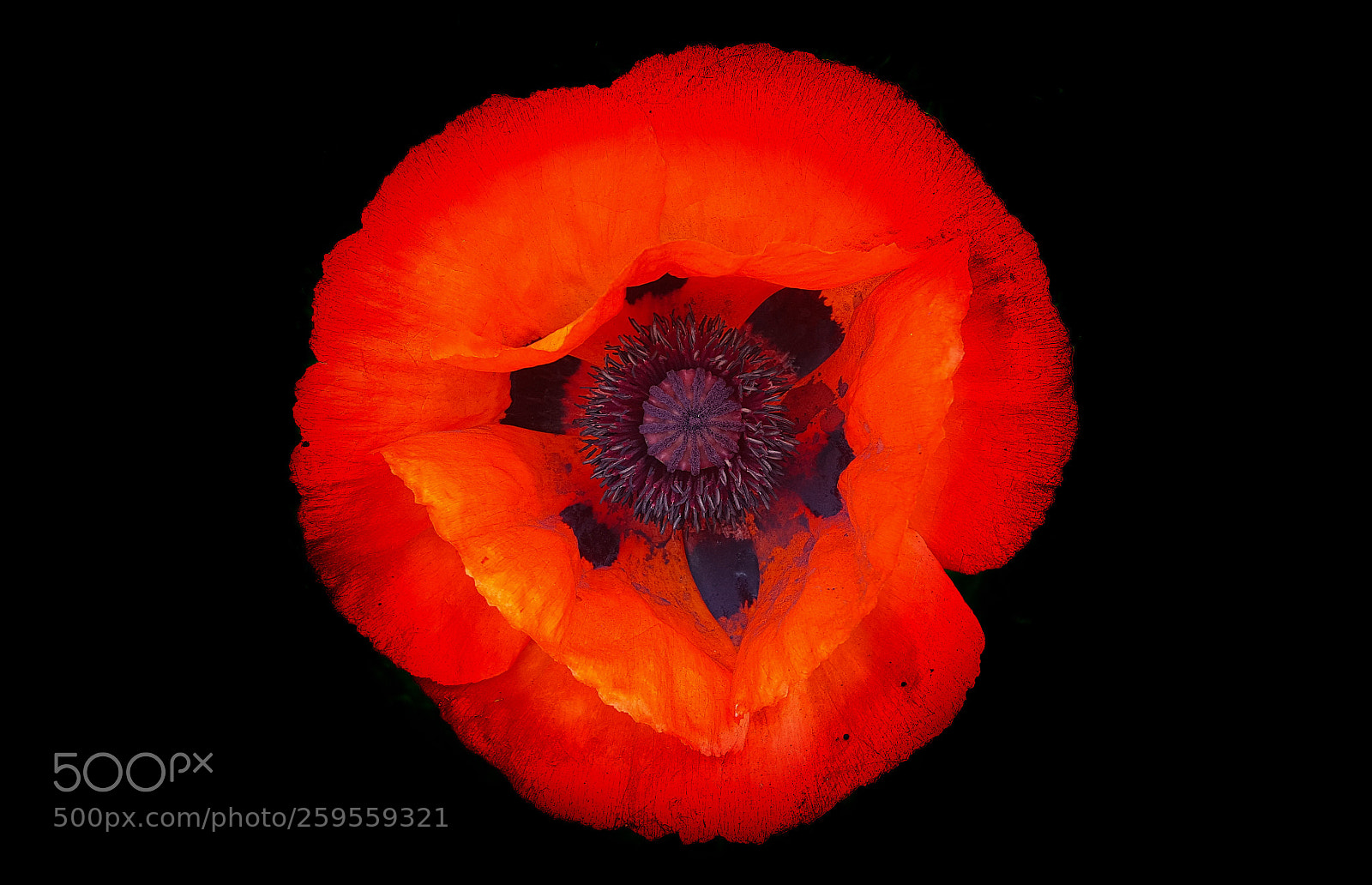 Samsung Galaxy S6 sample photo. Poppy art photography