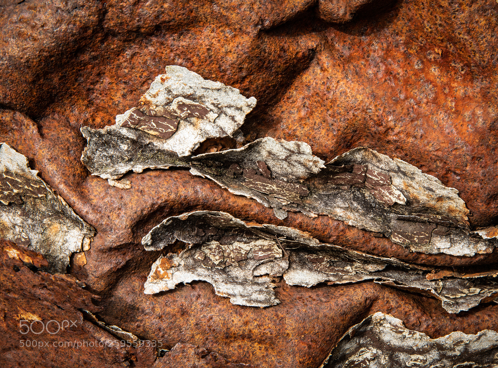Canon EOS 5D Mark IV sample photo. Last remnants photography