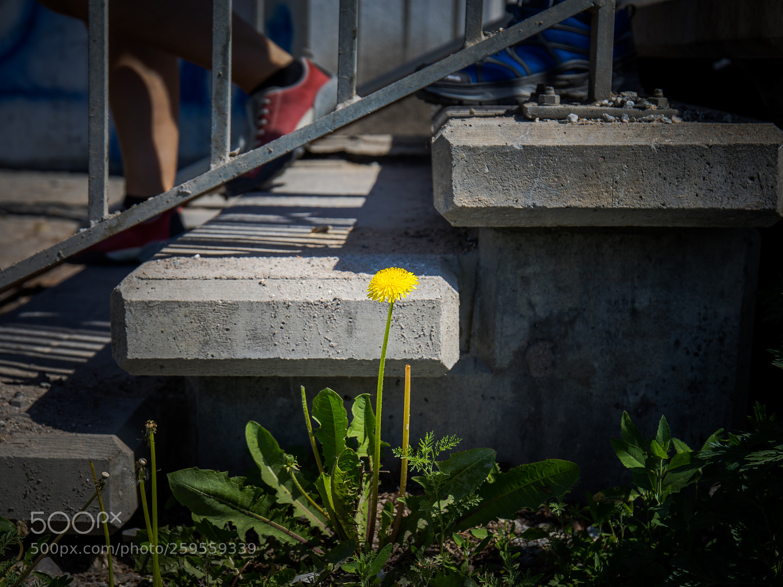 Canon EOS 5D Mark IV sample photo. Urban flower photography