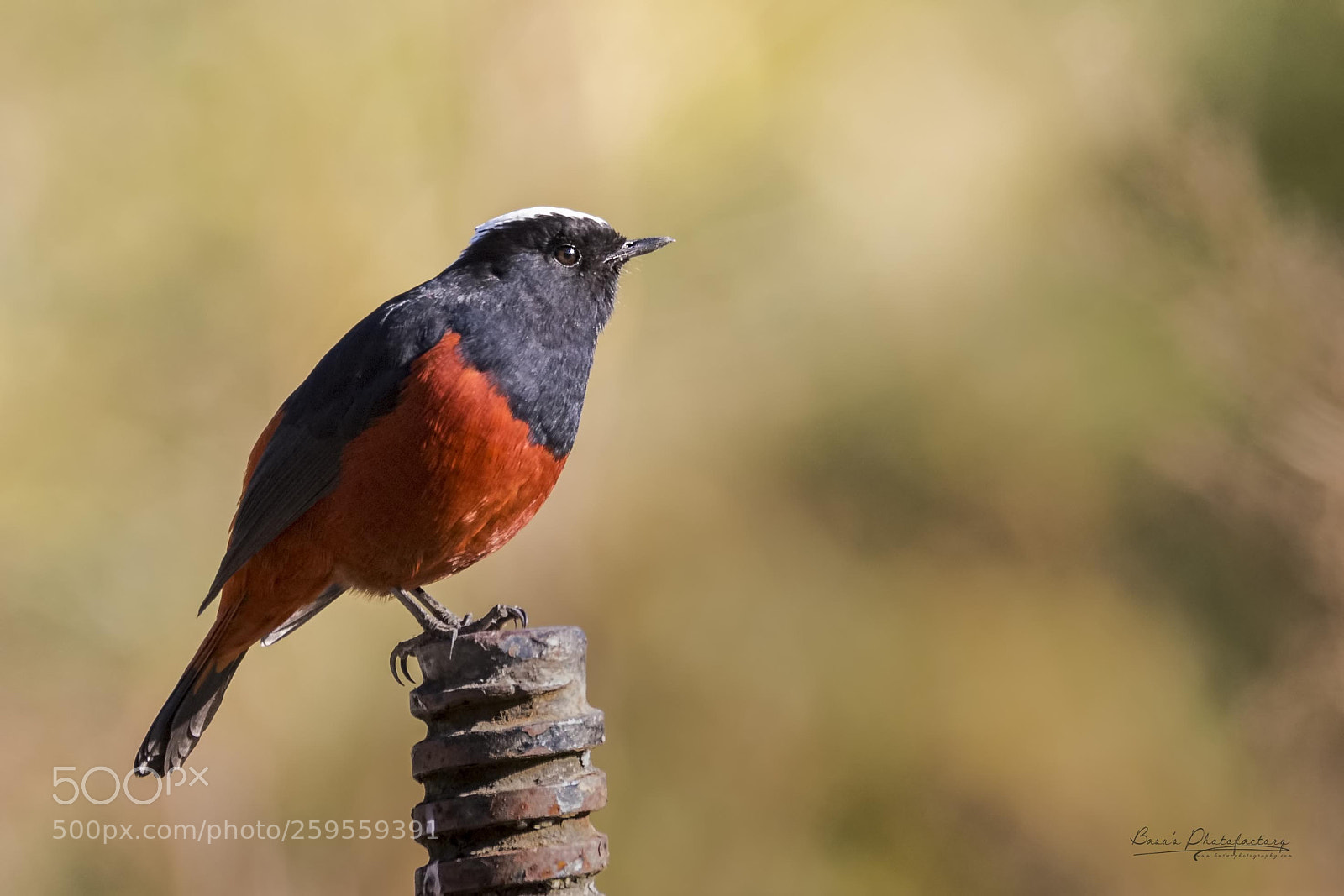 Nikon D810 sample photo. White-capped redstart photography
