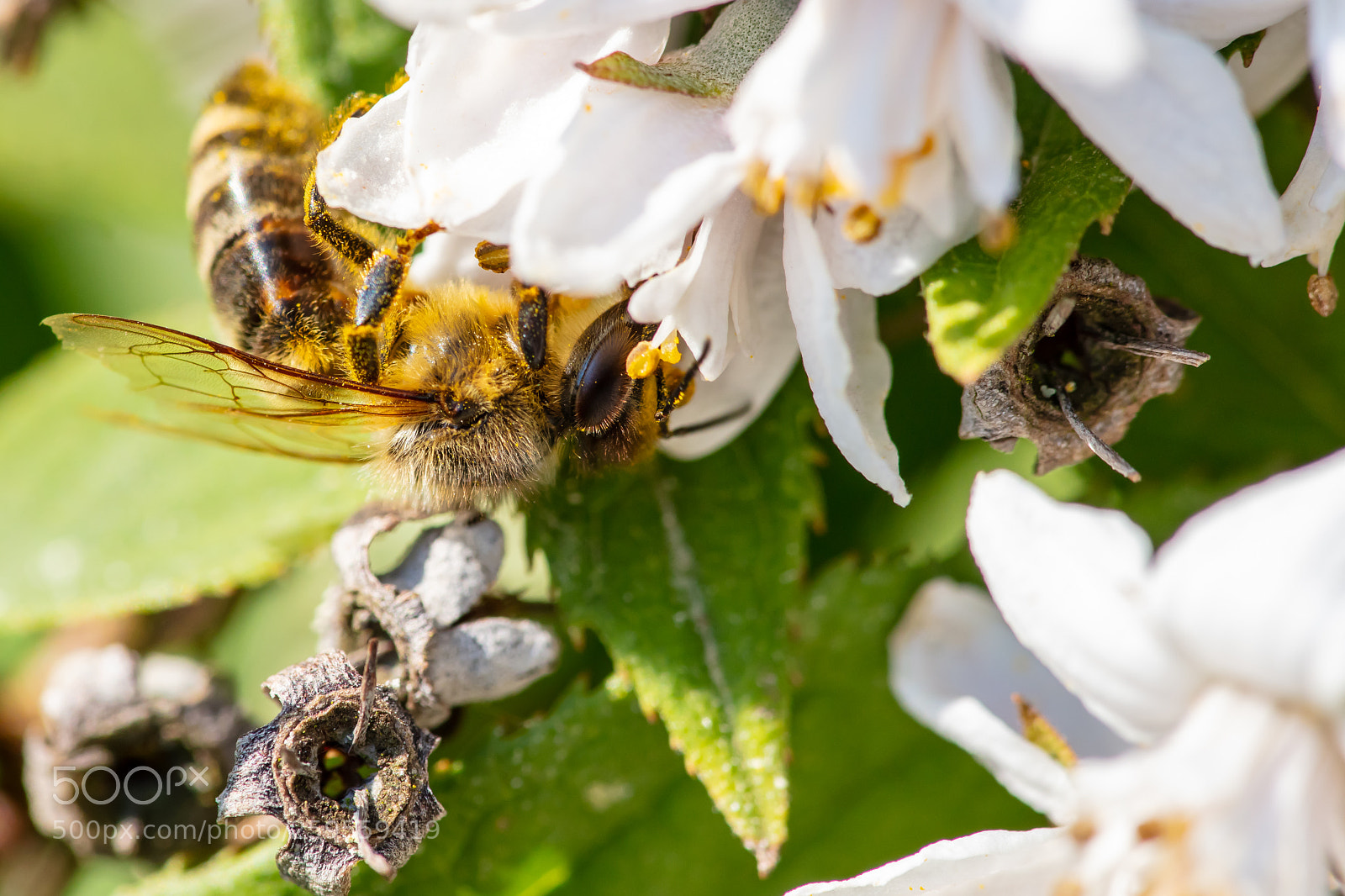 Canon EOS 5DS R sample photo. Carnica biene photography