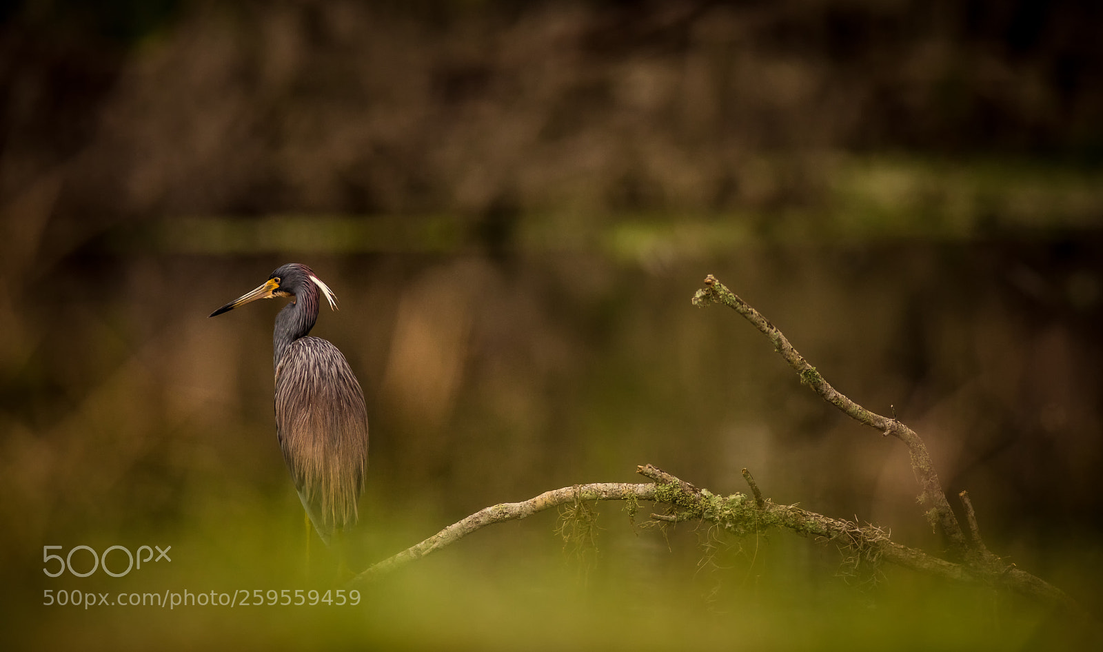Canon EOS 5D Mark IV sample photo. Tri colored heron photography