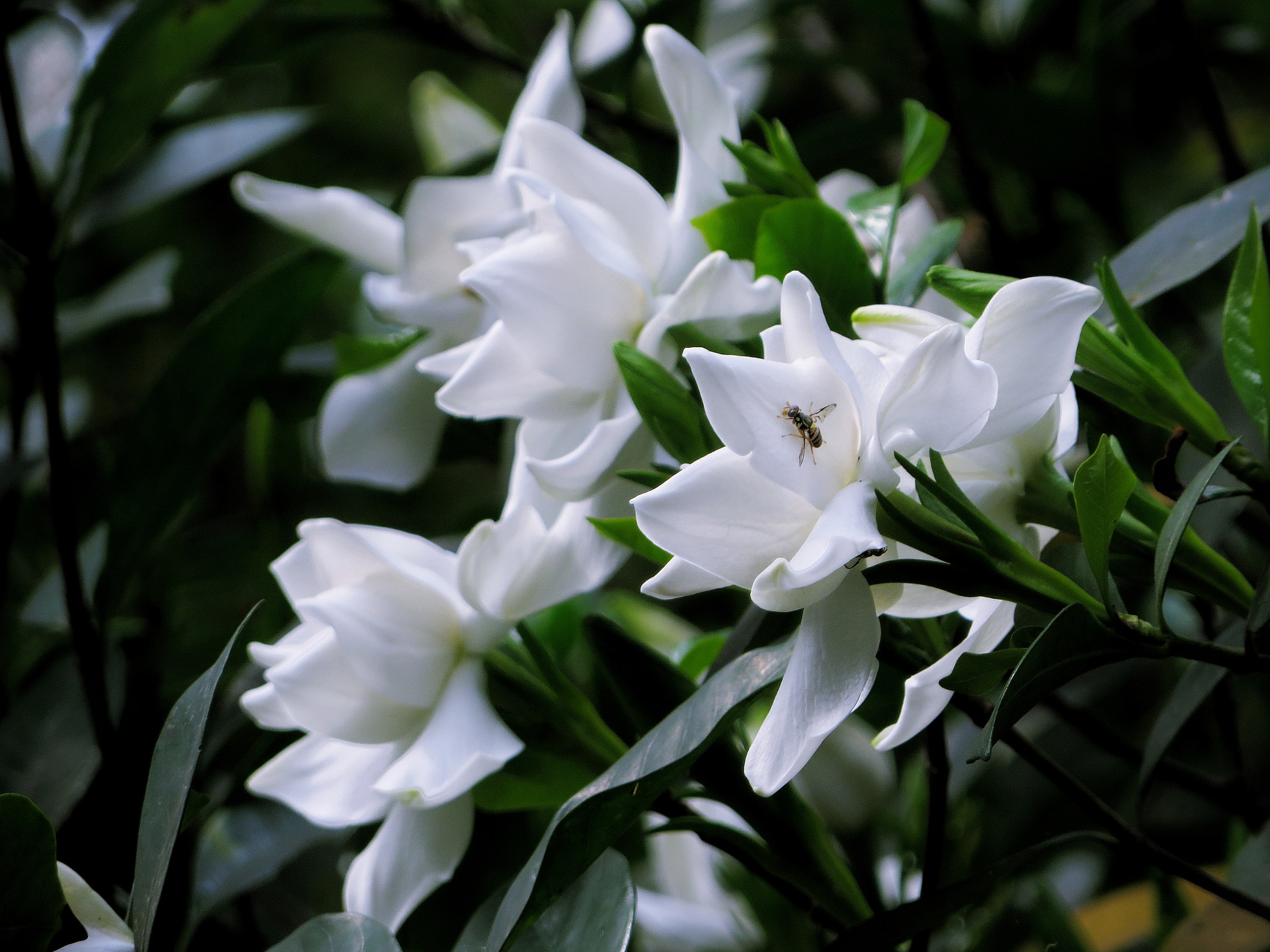 Canon PowerShot SX280 HS sample photo. Gardenia photography