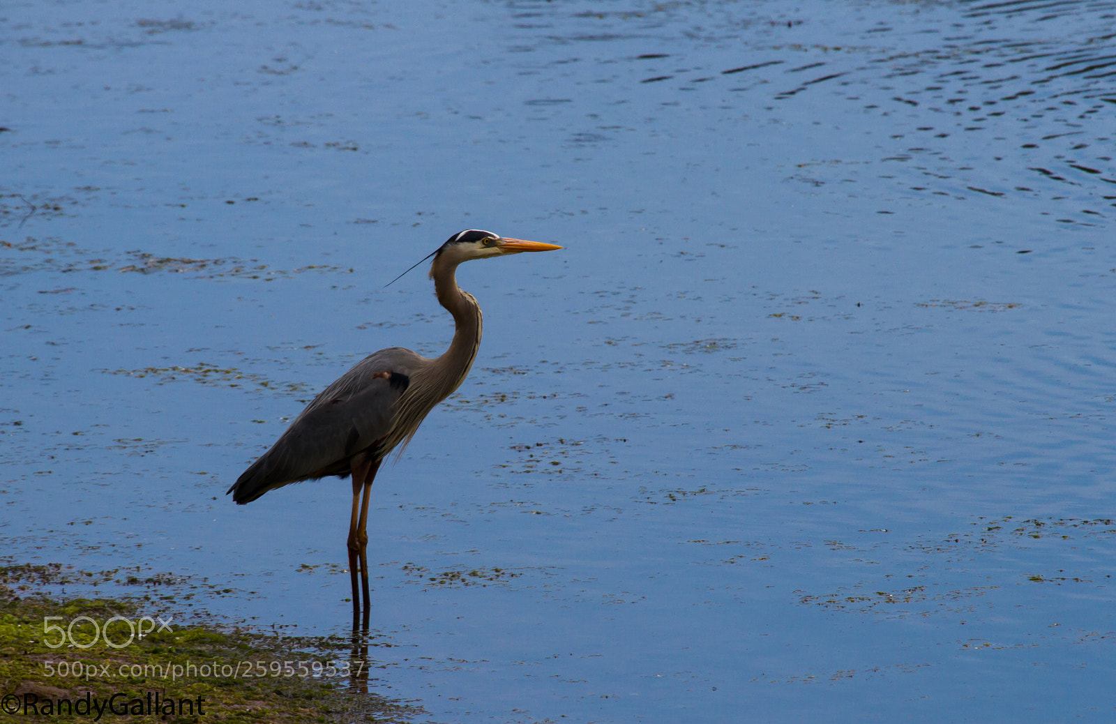 Canon EOS 7D sample photo. Great blue heron photography