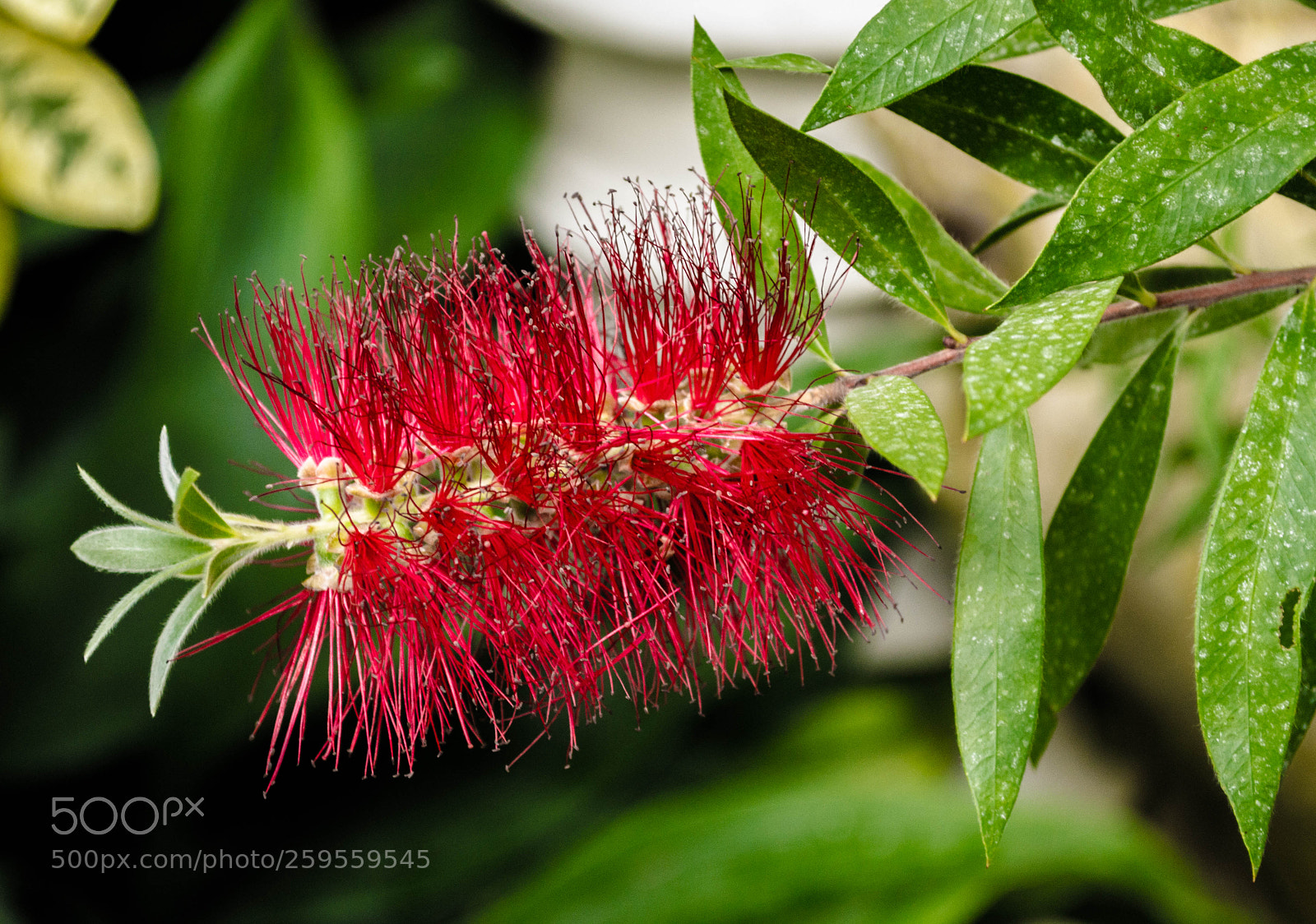 Nikon D3100 sample photo. Callistemon photography