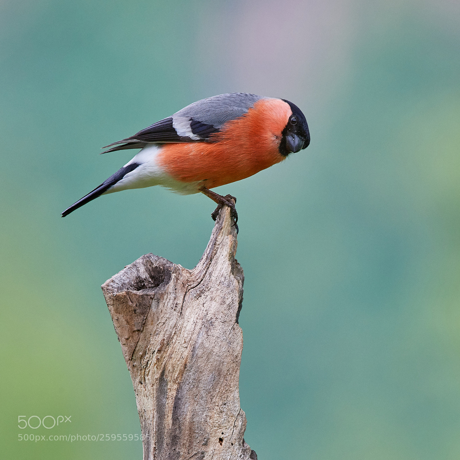 Nikon D5 sample photo. Bullfinch photography