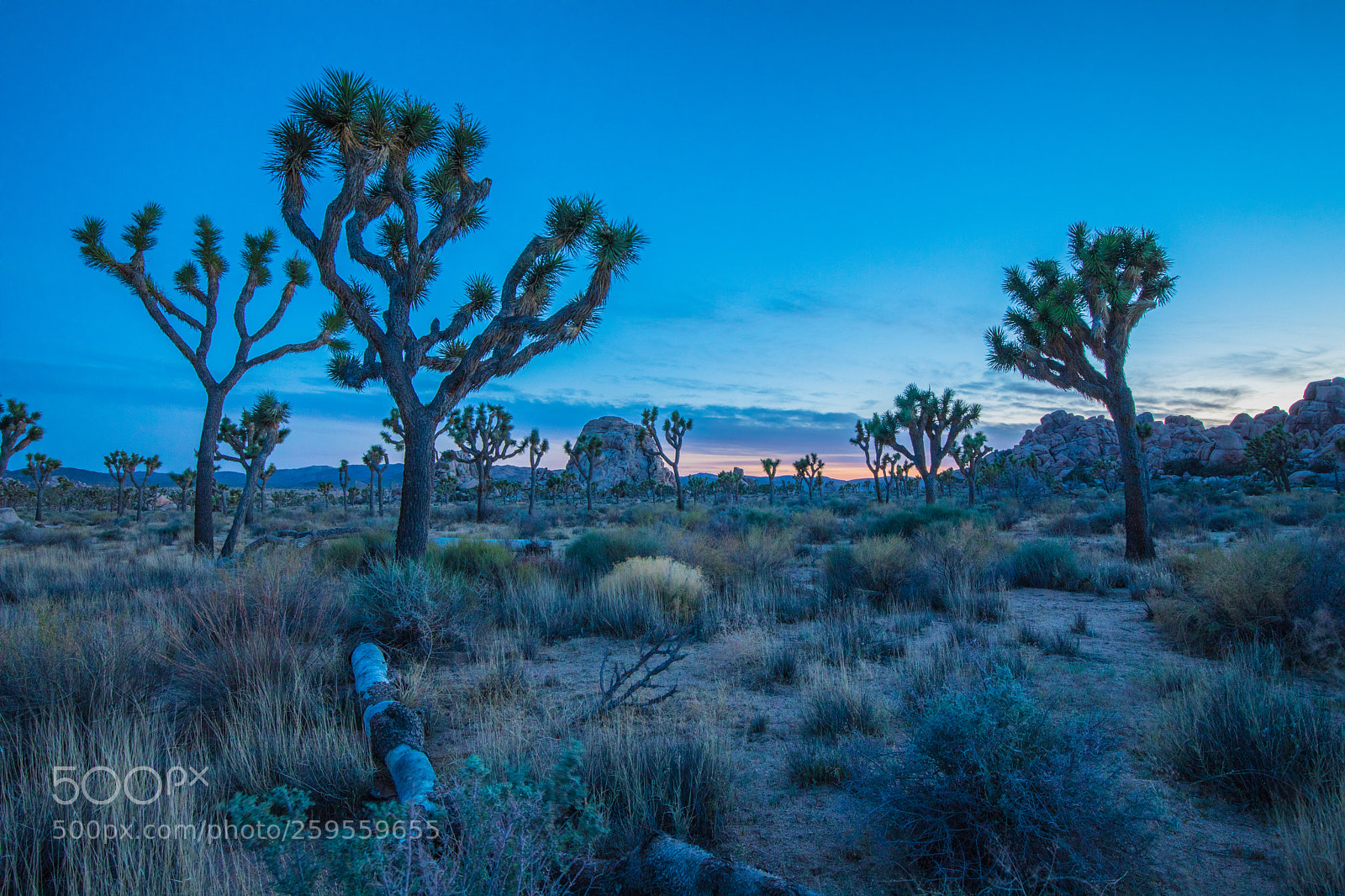 Canon EOS 5D Mark IV sample photo. Joshua tree sunset photography