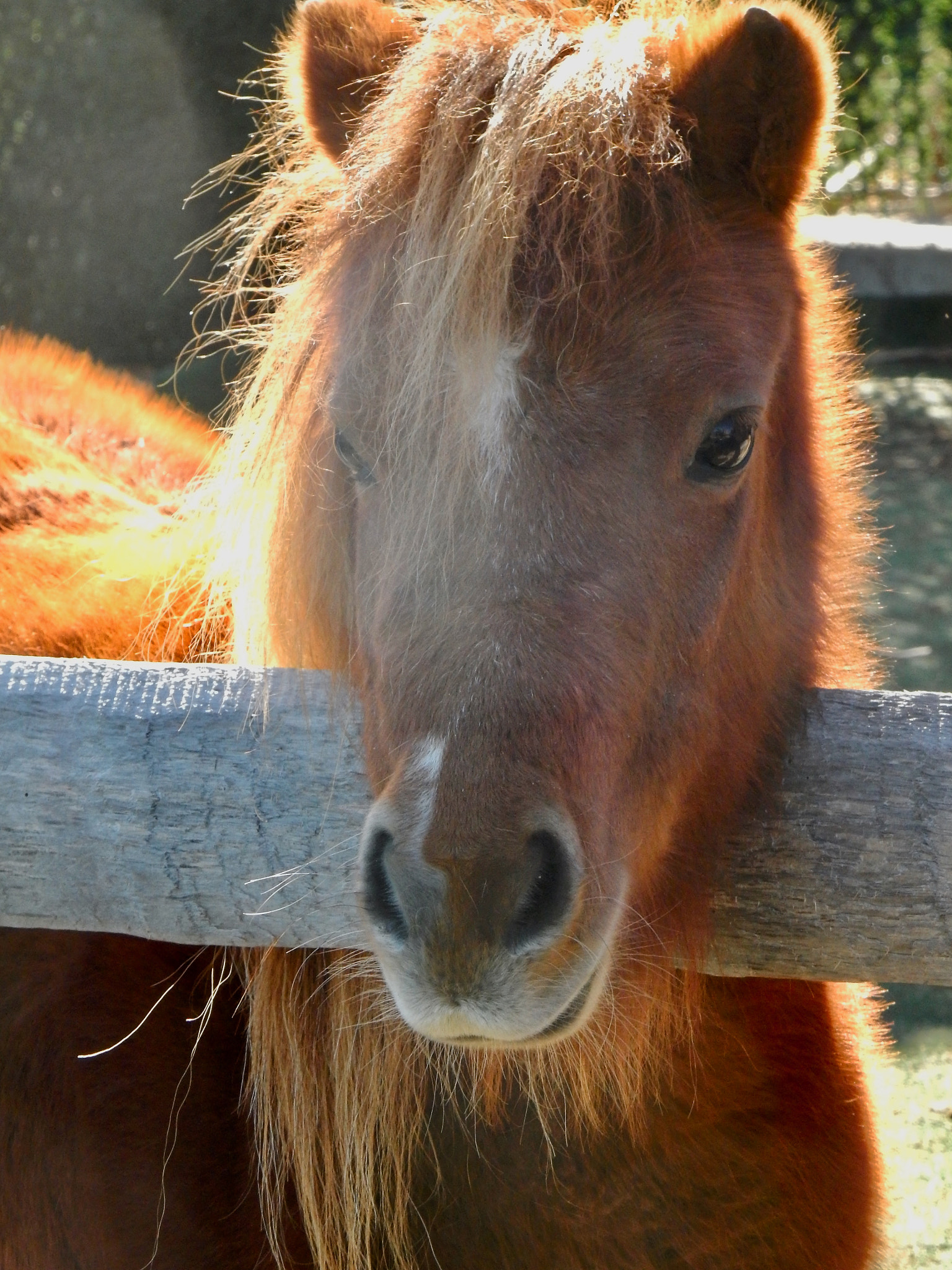 Nikon Coolpix S9700 sample photo. Miniature horse photography