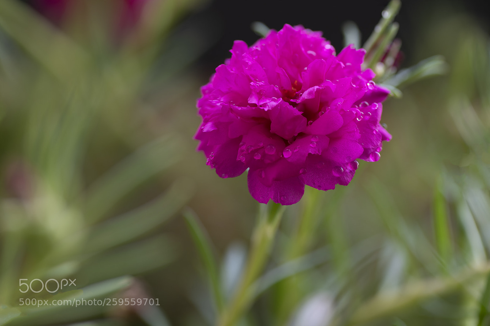 Nikon D850 sample photo. A pink flower photography