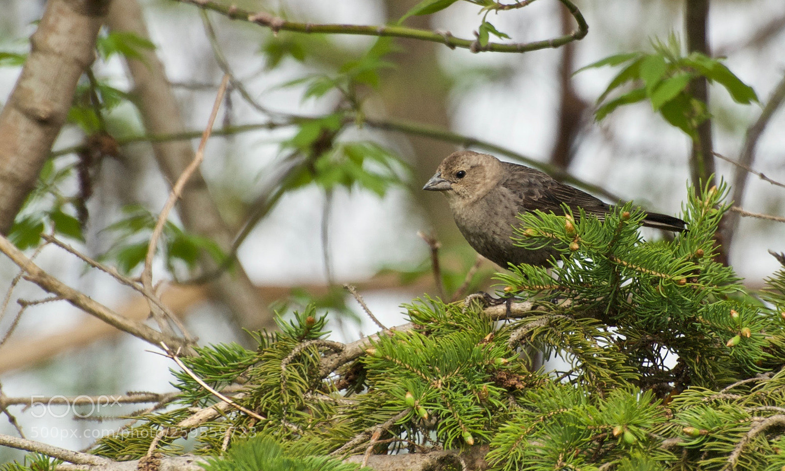 Nikon D80 sample photo. Brown-headed cowbird - female photography