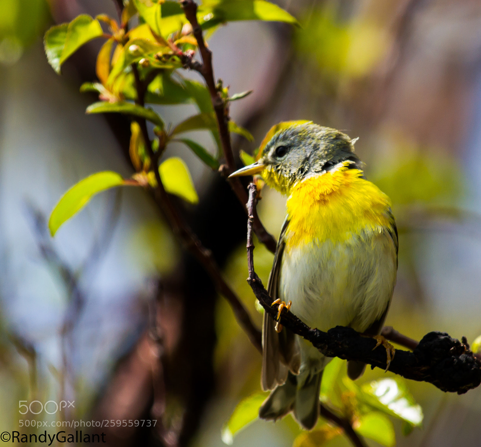 Canon EOS 7D sample photo. Northern parula photography