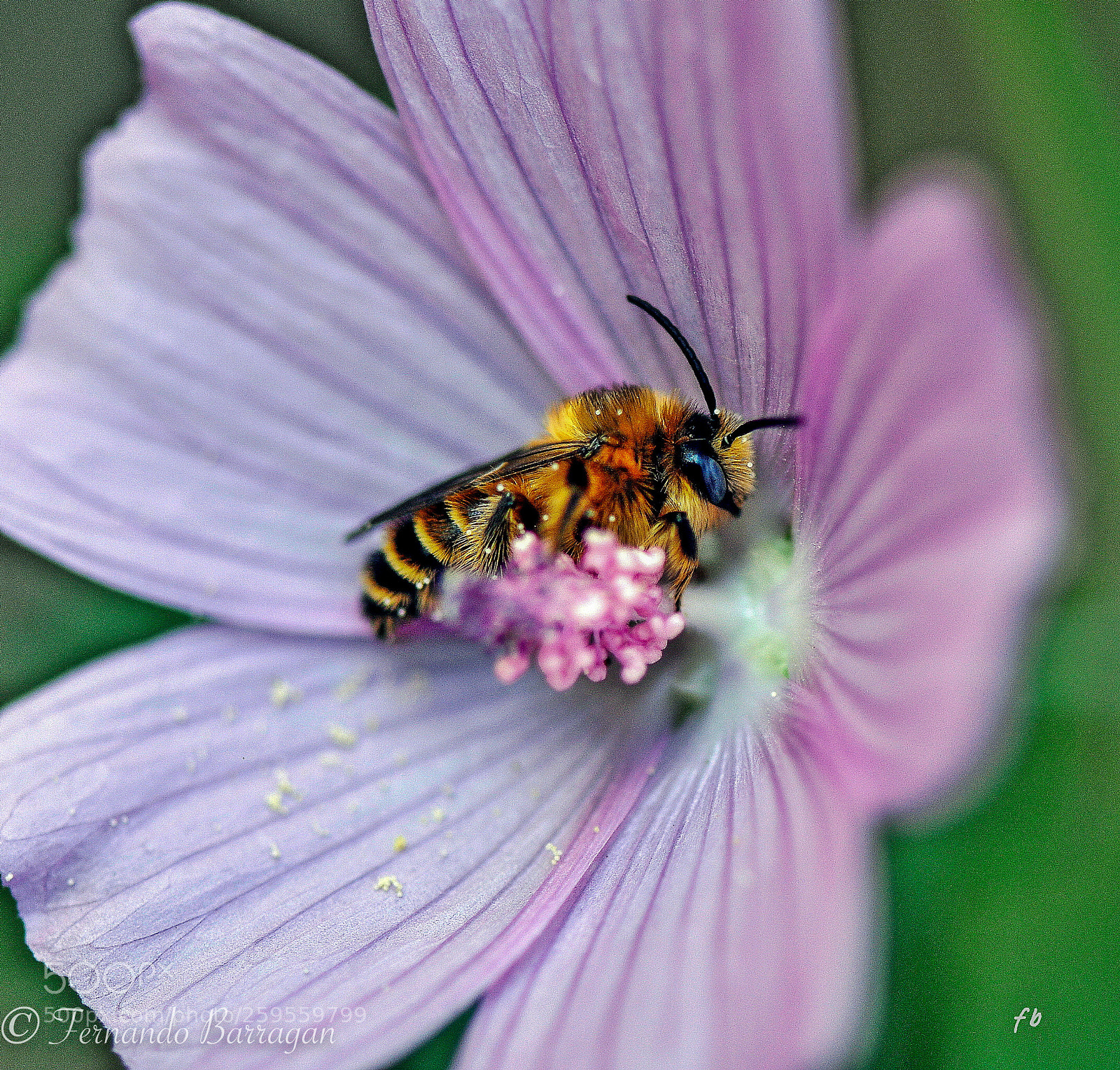 Nikon D90 sample photo. Abeja en flor photography