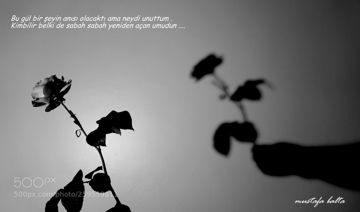 Sony a6000 sample photo. Minicix life " this rose ....." photography