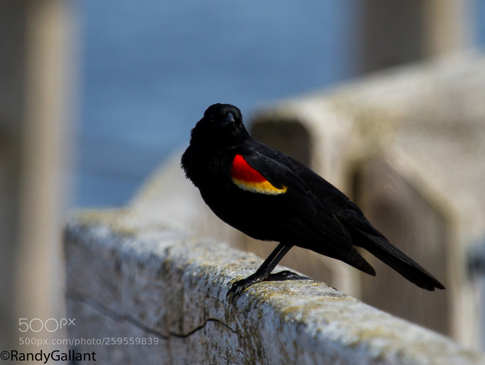 Canon EOS 7D sample photo. Red wing blackbird photography