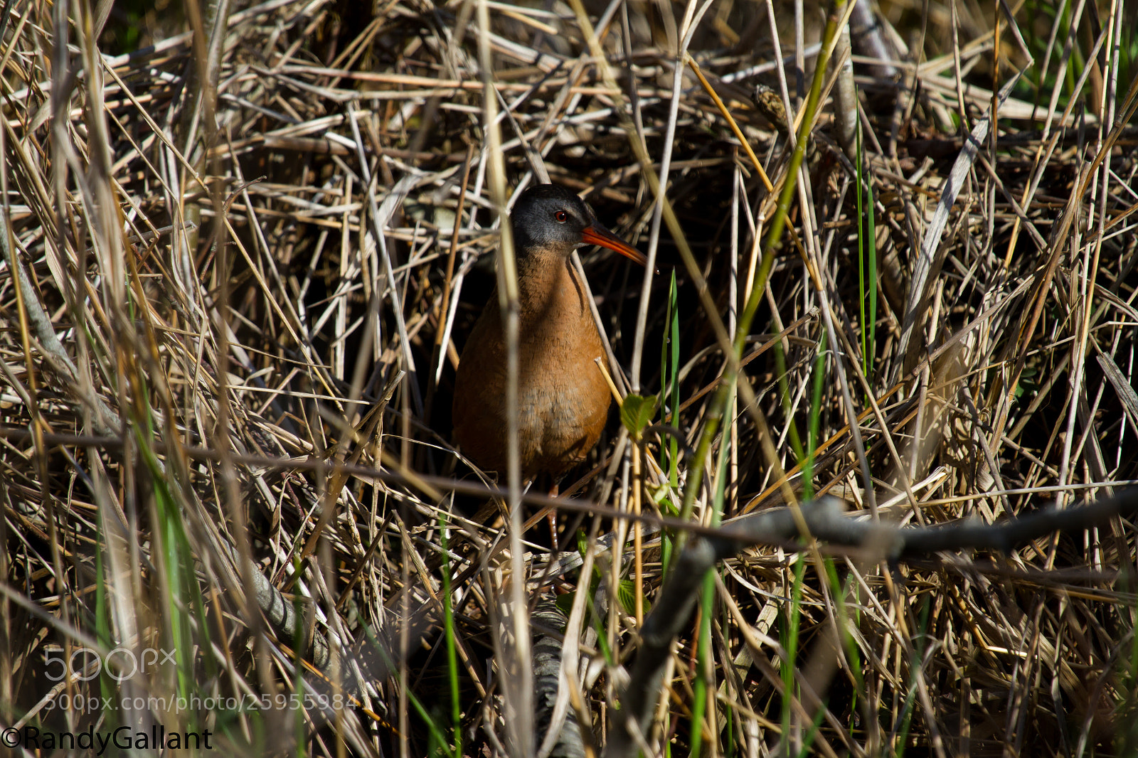 Canon EOS 7D sample photo. Virginia rail photography