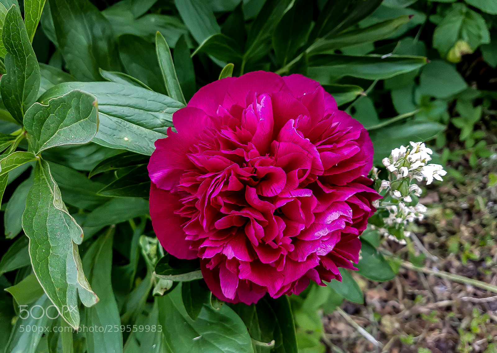 Samsung Galaxy S7 sample photo. Large central pink flower photography