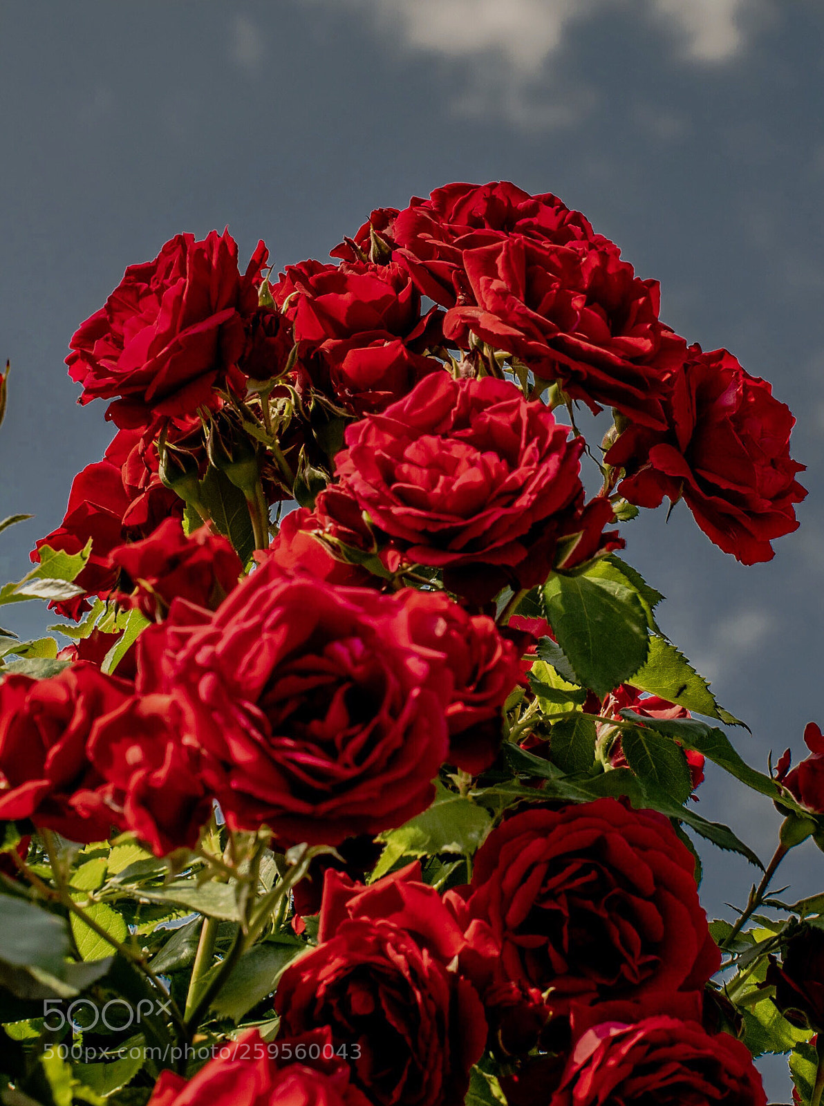 Nikon D5300 sample photo. Roses to the sky photography