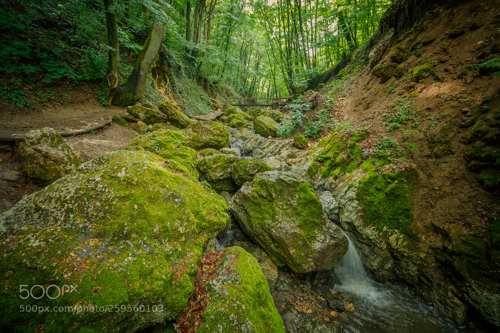 Canon EOS 80D sample photo. Forest photography