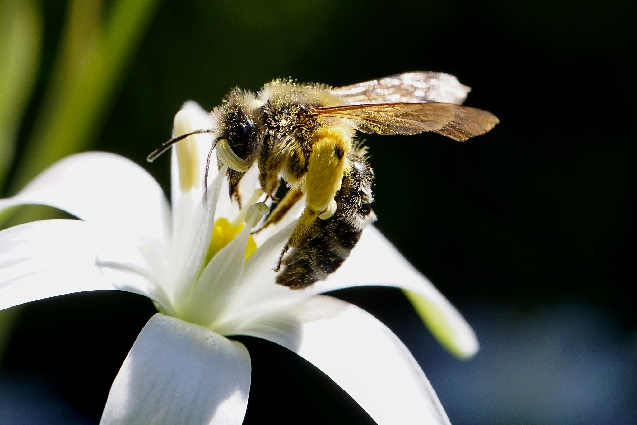 Sony a7 II + Tamron SP 90mm F2.8 Di VC USD 1:1 Macro sample photo. Bee of today photography