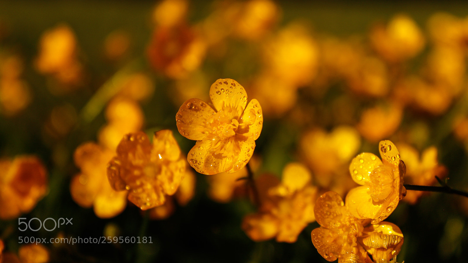 Canon EOS 600D (Rebel EOS T3i / EOS Kiss X5) sample photo. Golden blossom photography