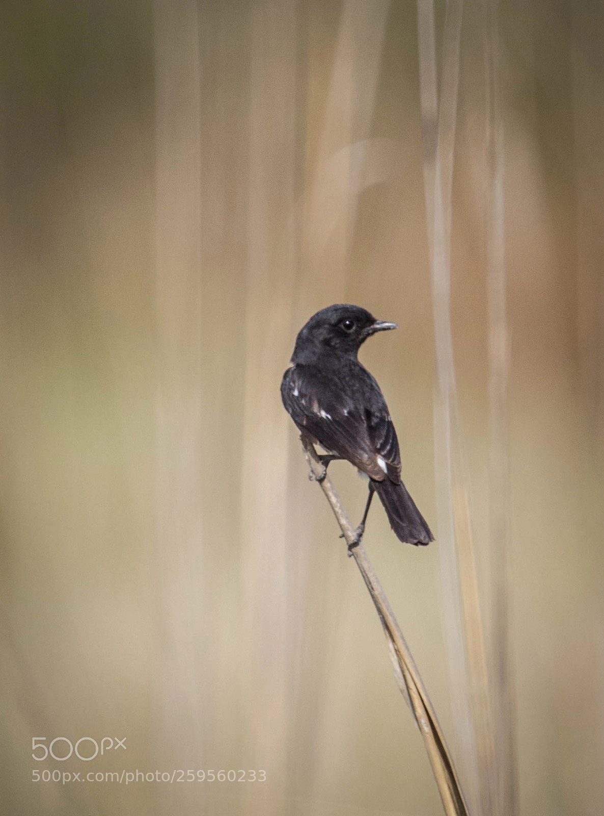 Canon EOS 550D (EOS Rebel T2i / EOS Kiss X4) sample photo. Pied bush chat bird photography