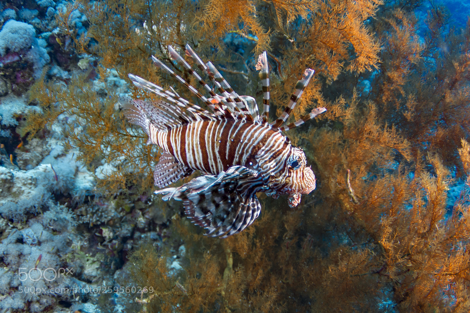 Canon EOS 7D sample photo. Red lionfish-rascasse volante pterois photography