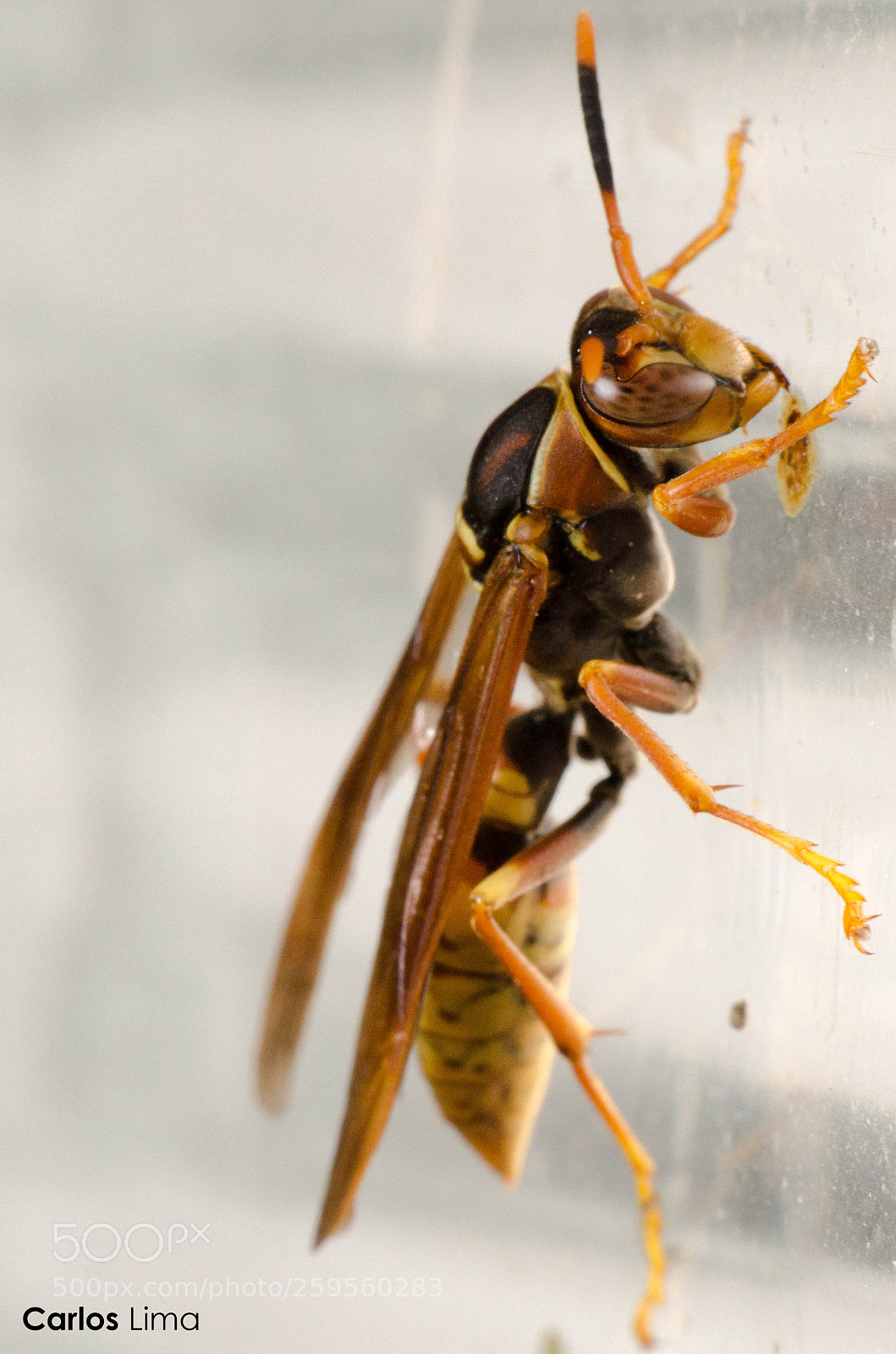 Nikon D7000 sample photo. A wasp on a photography